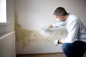 Best Basement Mold Removal  in Miamisburg, OH